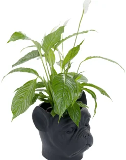 KARE Design Bloempot Bulldog Zwart New