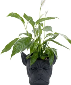 KARE Design Bloempot Bulldog Zwart New