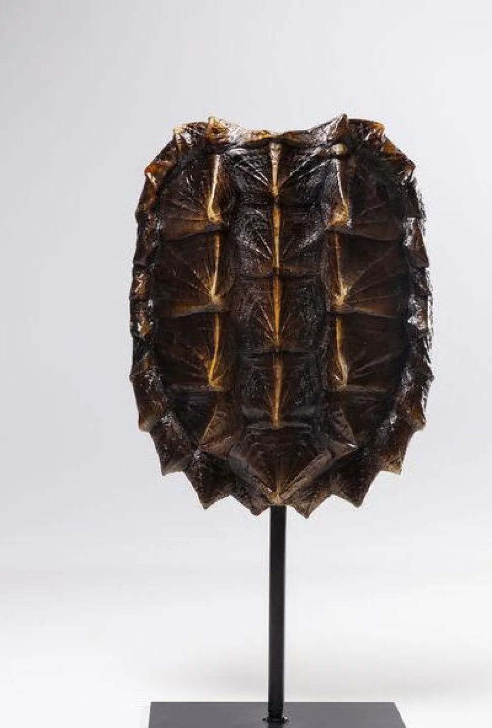 KARE Design Decofiguur Schildpad 53cm Online