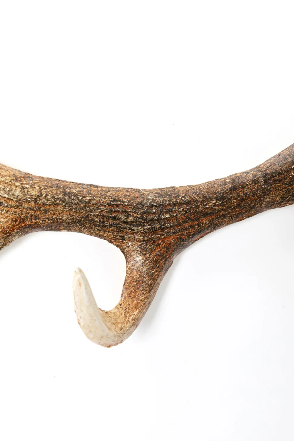 KARE Design Kapstok Antler Nature New