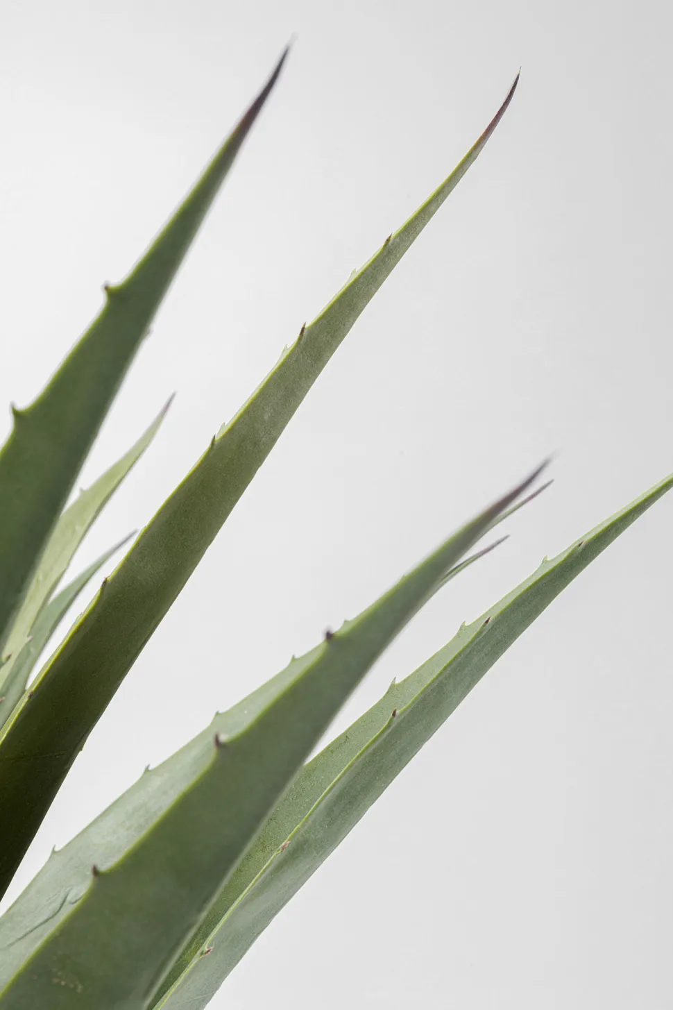 KARE Design Kunstplant Agave 85cm Fashion