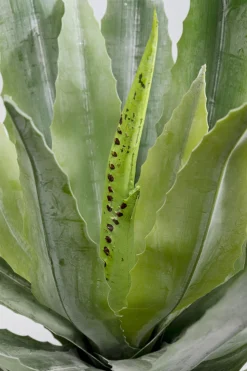 KARE Design Kunstplant Agave 40cm Sale