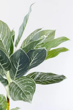 KARE Design Kunstplant Calathea 140cm Online