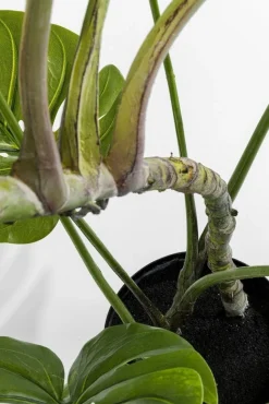 KARE Design Kunstplant Monstera 110cm Online