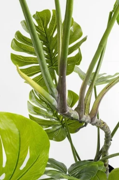 KARE Design Kunstplant Monstera 110cm Online