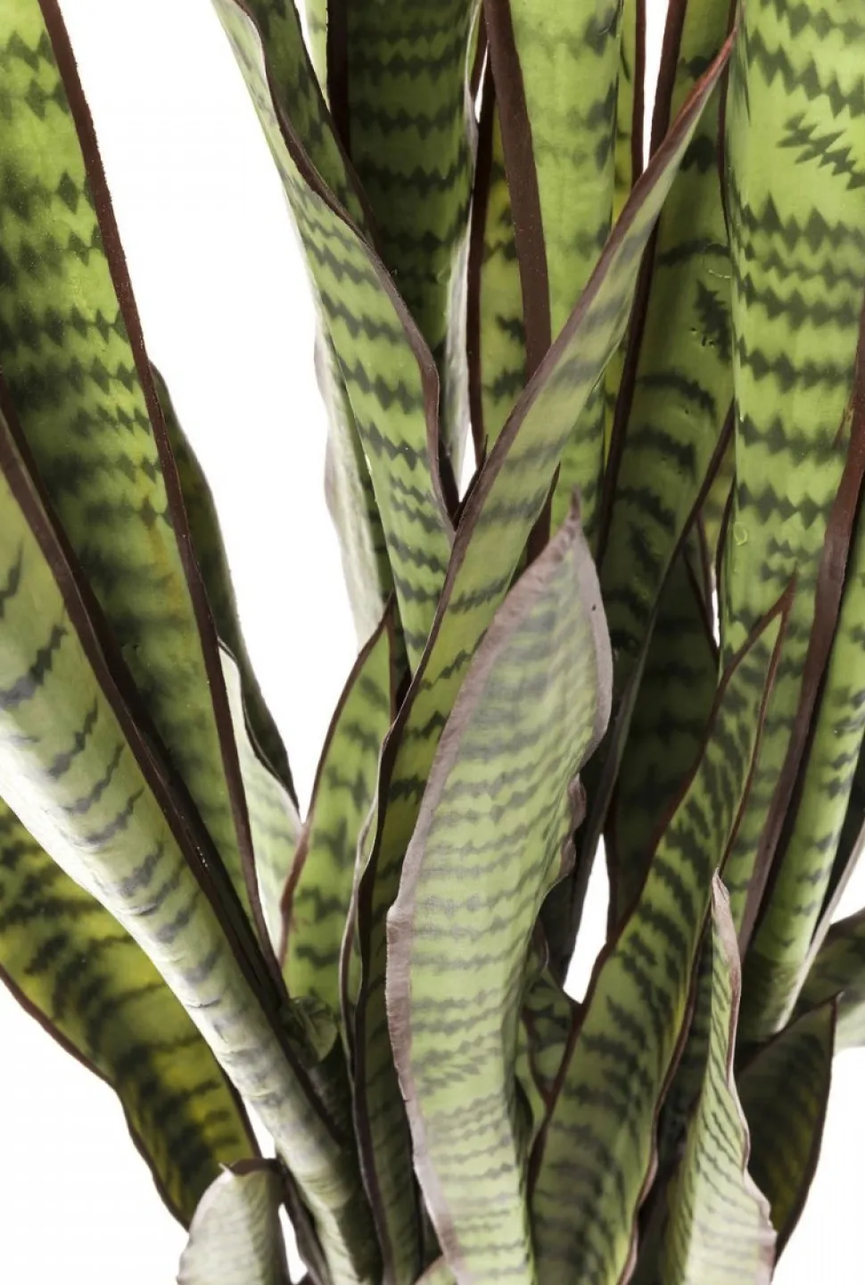 KARE Design Kunstplant Sansevieria 155cm Cheap